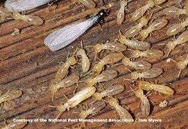 termites